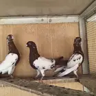 حمام سوري للبيع