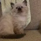 ذكر همالايا