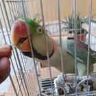 ببغاء نيبالي اليف ومتكلم