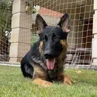 جيرمن شيبرد تبني