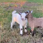 ماعز قزم ( جفرات )