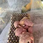 فروخ روز لاتينو (تم البيع)