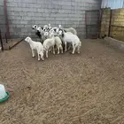 ضان حريات دفيع