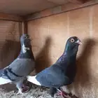 جوزين شامي طيبات