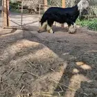 طلي نجدي فاخر