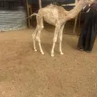 قعود عمره شهر يشرب بالطاسه