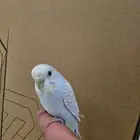 عصفور بادجي