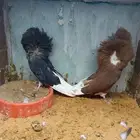 حمام جاكوبين. ابو فوطه