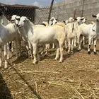 تيوس بيشيه مخصاه