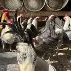 دجاج فيومي بياض