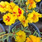 زهور ورد نباتات صبار