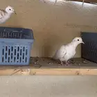 حمام يا كريم الاحساء