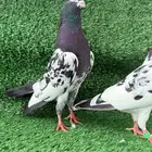 زوج حمام باكستاني اساس