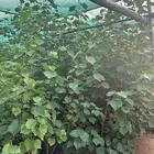 شتلات بجميع أنواعها ..