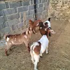 تيوس مندي سمان