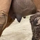 خلفة طيبة حمراء ساحلية