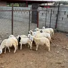 رخل حري للبيع