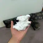 (فروخ روز البينو )تم البيع الله يبارك ل صاحبهم بعدد ريشهم