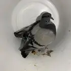 حمام فروخ زاجل مذبوح جاهز