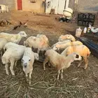 خرفان تربية بلدي