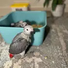 فروخ كاسيكو كونقو ماشاءالله