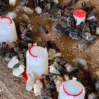 صيصان فيوم شبابي