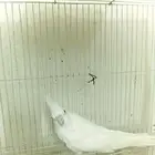 كوكتيل ألبينو