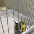 طير حب ذكر للبيع