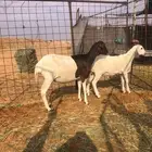 بربريه مع والدها