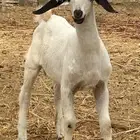 جفر عمره شهرين مشروع فحل صنف بيشي