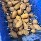 تقاوي بذور بطاطس سانتانا جيل ثاني