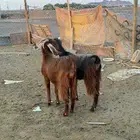 معزا مصريات صنف