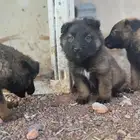 جراء (Malinois   German Shepherd) مستوى عالي