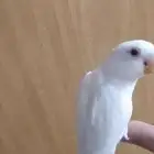 روز االبينو هدد