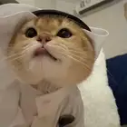 قط سكوتش فولد للبيع