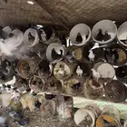 عشه حمام عادي