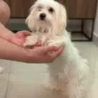 كلب مالتيز انثى