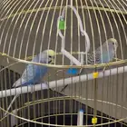 زوجين طيور حب للبيع في الدمام