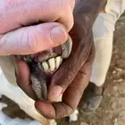 للبيع غنم خلفات