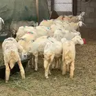 للبيع غنم حري رخال