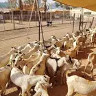 10 تيوس ب 500 ريال أوزان طيبة