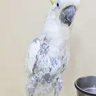 كوكاتو ترايتون