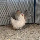 جوز بوم مميز وفاخر