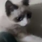 قطه لتبني حي الريان