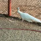 ذكور طاؤوس منتجه