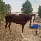 فرس انجليزيه هاديه