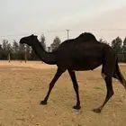 3 ضرايب جذعات