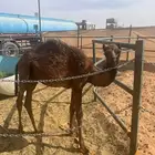 الرياض الجربوع