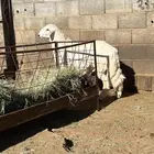 صلو على النبي