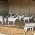 تيوس صوماليه ثنيان